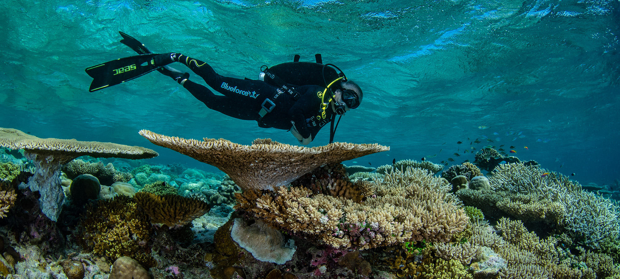 Elite Scuba Diver Instructor